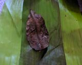 Foto langkah ke 5 dari resep Pepes Tahu Jamur Tiram.