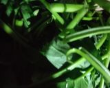 Foto langkah ke 1 dari resep Tumis kangkung sosis.