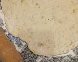 Foto del paso 4 de la receta: Rolls de Canela🍪 Re fáciles! (Apto +12m 👶)