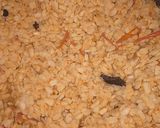 A picture of step 2 of Saraiki dal mash fry.