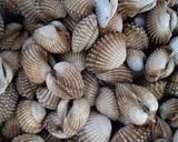 Foto langkah ke 1 dari resep Kerang Dara Saus Tiram *sinemaru*.