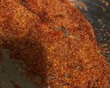 A picture of step 4 of Blackened fish.