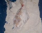 Foto del paso 4 de la receta: Pollo kfc