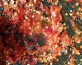 Foto langkah ke 2 dari resep Sambal Luat.