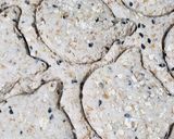 Foto del paso 3 de la receta: Galletas de avena y semillas