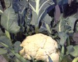 Foto del passaggio 1 della ricetta CONDIMENTO PER PASTA O RISOTTOcon broccoletto di Custoza,