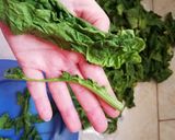 Spenótfőzelék friss spenótból recept fázis 1 fotója