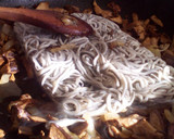 Foto del paso 2 de la receta: Mar y montaña🍄