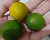 Foto langkah ke 1 dari resep Sambel bulacan kalimantan.