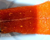 Foto del paso 3 de la receta: Salmón marinado con cítricos