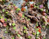 A picture of step 2 of Cheesy Rajma Sandwich.