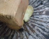 A picture of step 4 of Smashed Potatoes.