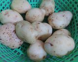 Foto langkah ke 1 dari resep Fried Potato Wedges.