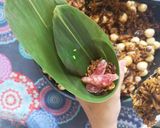 A picture of step 4 of Bak Chang (rice dumplings).