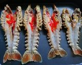 รูปขั้นตอนการทำที่ 8 ของ กุ้งมังกรแดงย่าง