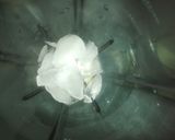 A picture of step 1 of Electric Lemonade #ReferSAMIYA Faheem.