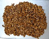 A picture of step 5 of Roasted Sunflower Seeds and Jaggery Brittles.
