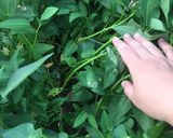 Hình bước làm 1 của món Sam muống mùng tơi rền luộc