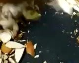 गोंद और मेवा की पंजीरी रेसिपी चरण 1 फोटो