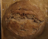 Dinkelbrot mit Walnüssen Rezeptschritt 3 Foto