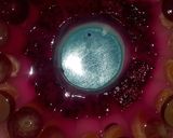 Foto langkah ke 6 dari resep Puding Buah Susu.
