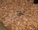 Foto langkah ke 5 dari resep Topping daging ayam.