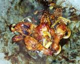 Foto langkah ke 5 dari resep Ayam Kecap Super Yummy.