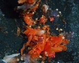 Foto langkah ke 2 dari resep Sambal Daun Kelor.