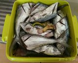 Foto langkah ke 4 dari resep Ikan Tenggiri Kukus Jahe.