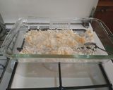 Foto langkah ke 1 dari resep Puding Karamel Toping Buah.