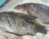 Foto del paso 1 de la receta: Pescado frito
