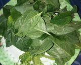 Foto langkah ke 1 dari resep 2. Sayur bening bayam labu.