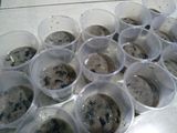 Pudding Oreo Milo