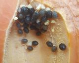 รูปขั้นตอนการทำที่ 1 ของ พริกไทยจากเมล็ดมะละกอแห้ง🌶️ Dry Papaya Seeds Pepper #Zerowaste
