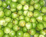 A picture of step 1 of Cordia myxa.