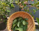 Foto langkah ke 1 dari resep Cincau jelly gula aren.
