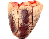 Foto del paso 8 de la receta: Corazón de res en su salsa