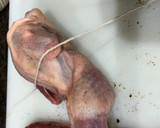 Foto del paso 2 de la receta: Codornices a la toledana
