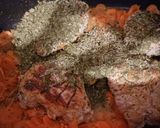 Une image de l'étape 7 de Paupiettes de veau châtelaine au Cook Expert.