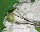 Foto langkah ke 8 dari resep Chiffon Pandan.