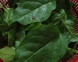 A picture of step 1 of Poi Saag and Potato Sabzi.