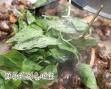 『沙茶鳳螺』15分鐘完成台灣美味經典熱炒的食譜步驟10照片