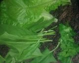 Foto del paso 6 de la receta: Tortilla de papas y acelga con ensalada de la huerta
