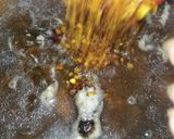 A picture of step 2 of Chana CHAAT.