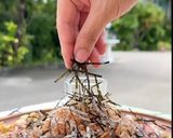 รูปขั้นตอนการทำที่ 12 ของ โอโคโนมิยากิ 🔥🍳 ฉบับอังเคิลบาร์นส์