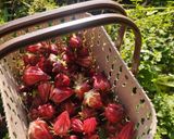 Foto langkah ke 1 dari resep Teh Rosella.