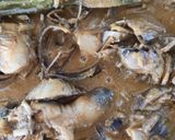 Gambar langkah 10 resipi Teresek Jantung Pisang Kelantan.