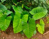 A picture of step 1 of Patra / pattarveli na pan / pandada.