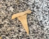 Foto del paso 5 de la receta: Medialunas de manteca