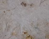 A picture of step 4 of Ghobhi ka paratha.